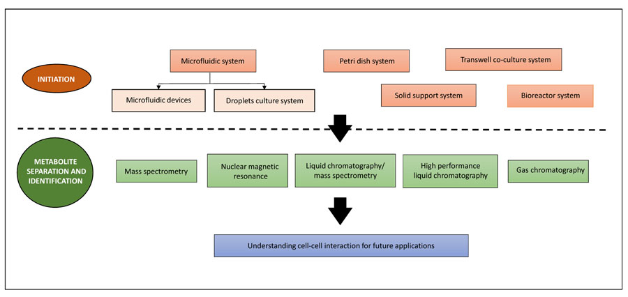 Cell-based mechanisms and strategies of co-culture system both in