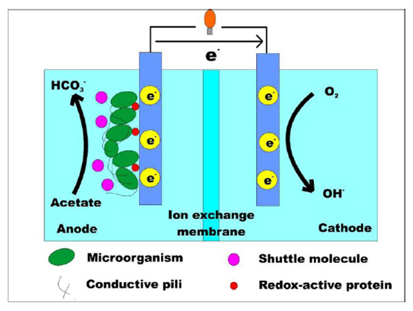 A Critical Review on Microbial Fuel Cells Technology: Perspectives on Wastewater Treatment